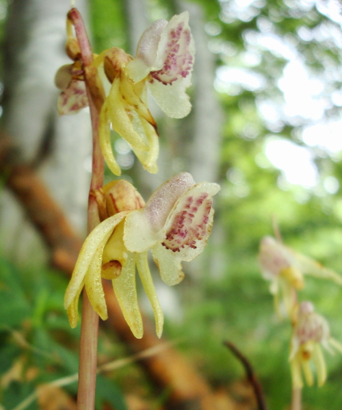 Epipogium aphyllum